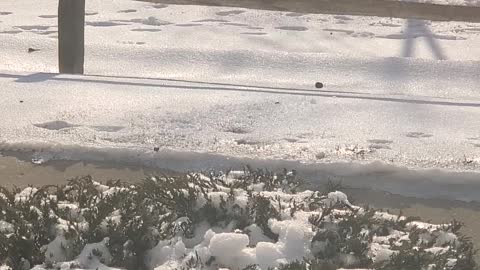 Doggo Confused by Frozen Hillside Physics