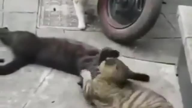 cheater cat,When the wife turns up unexpected 🤣