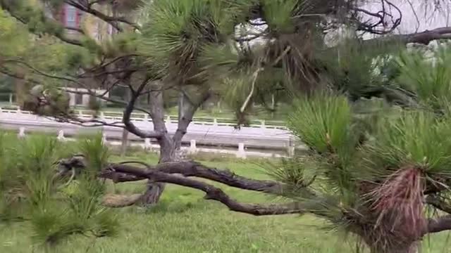 What a strange tree