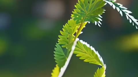 Flower dancing