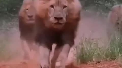 Lion angry 😡 video whacing