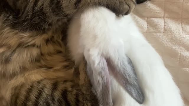 Cute animal cat and rabbit sleeping on bed