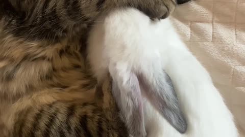 Cute animal cat and rabbit sleeping on bed