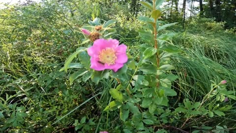 Swamp Roses