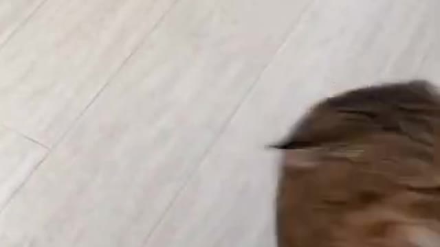 Fighting cat