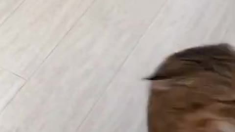 Fighting cat