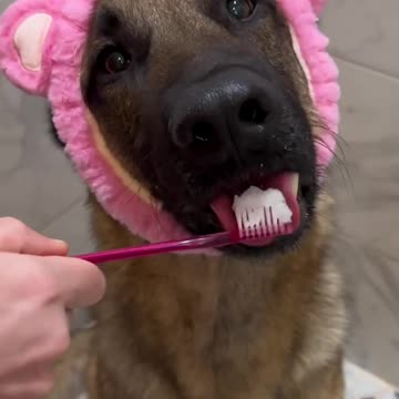 Pampered life of a very good boy 😊👍😍