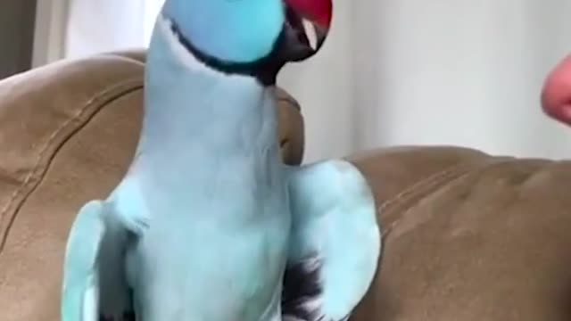 Talking parrot interacts Adorably with owner