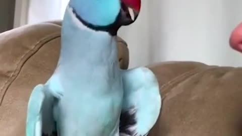 Talking parrot interacts Adorably with owner