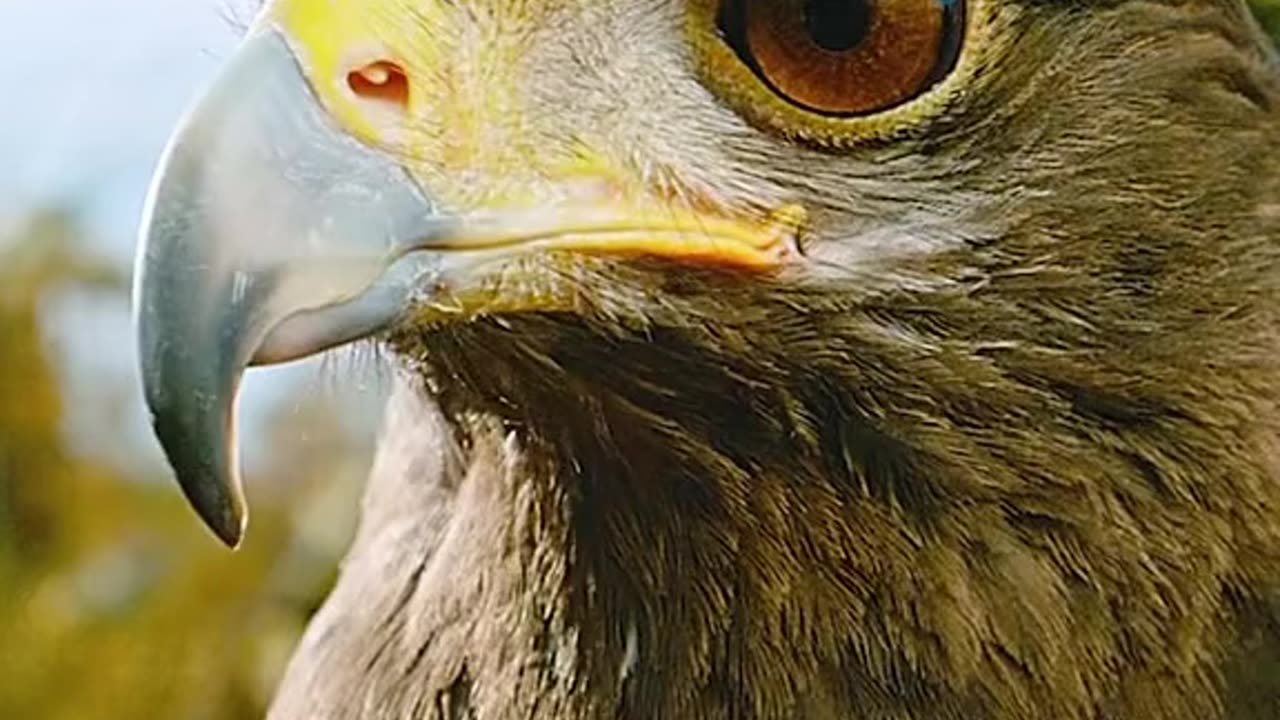 Wildlife with a natural perspective & Funs
