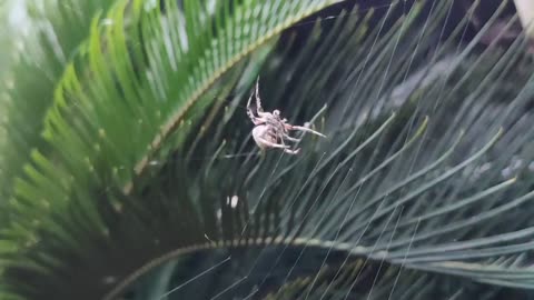 spiders nest beautifully