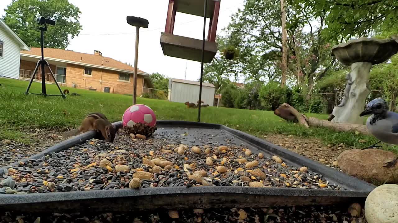 Backyard buddies - if you feed them, they will come...