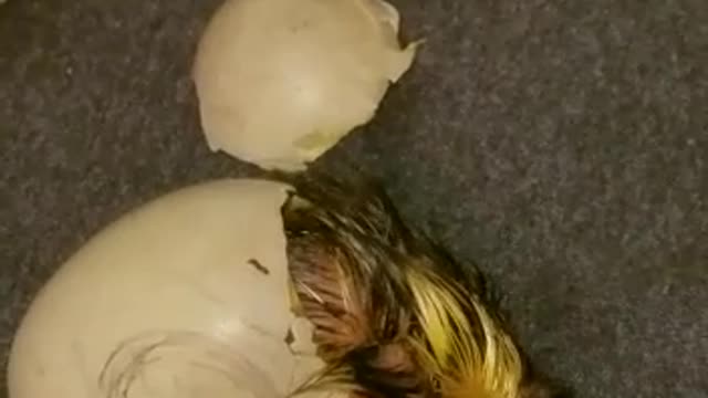 Ducklings Hatching