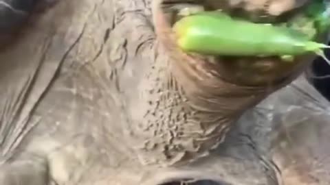 BEST FUNNY VIDEOS