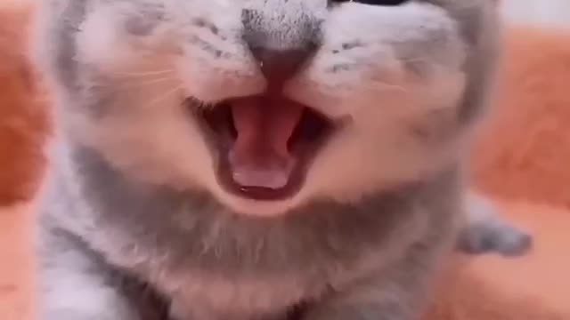 Funny Cat 🐈