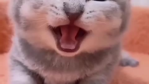 Funny Cat 🐈