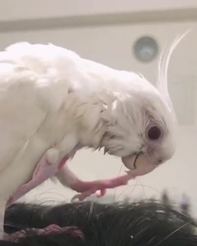 Minibuger cockatiel 19