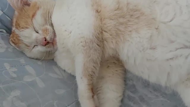 beautiful sleeping cat