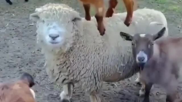 sheep carrying her child on her back - very funny