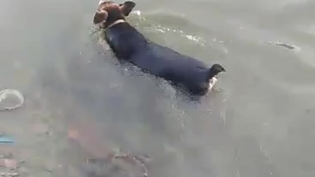 The dog is swimming