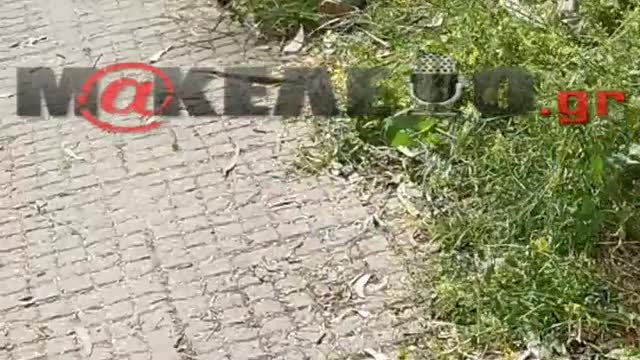 Συνεχείς κοπές δένδρων στη Ρεματιά Χαλανδρίου