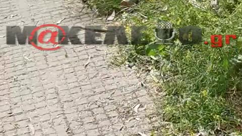 Συνεχείς κοπές δένδρων στη Ρεματιά Χαλανδρίου