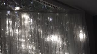 Crazy Bird Attacking Our Window!