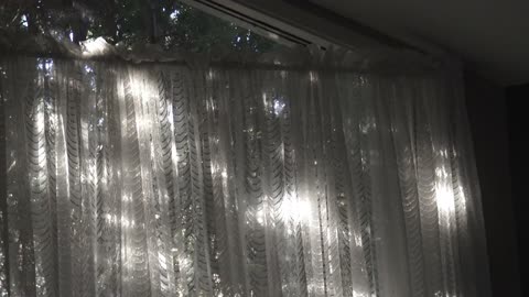 Crazy Bird Attacking Our Window!