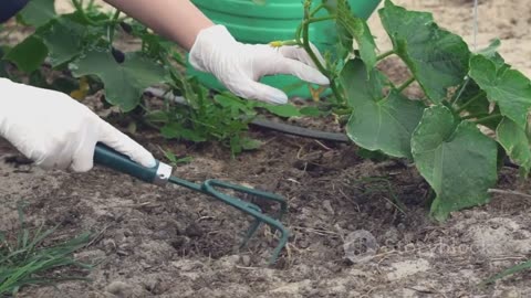 Grow Your Health: A Step-by-Step Guide to Creating a Medicinal Garden