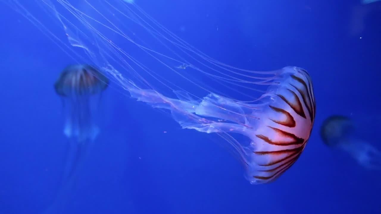 Jelly fish in deep sea