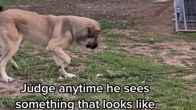 Judge anytime he sees something that looks like a tail..