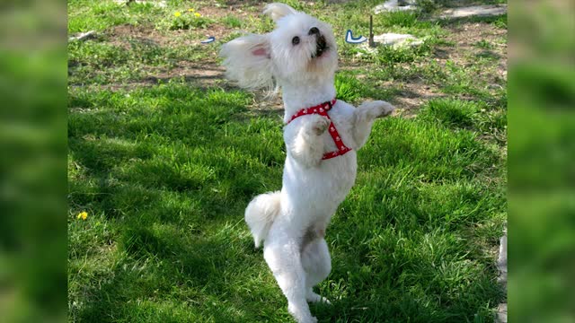 Funny Dog dancing compilation, Smart dog