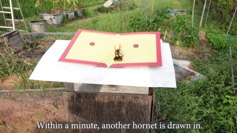 Outsmarting the Giant Hornets Beekeeper's Innovative Method to Protect Honeybees