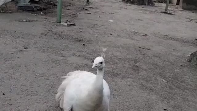 Beautiful white peacock 🦚 by Kingdom of Awais