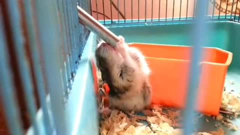 Chuột hamster uống nước