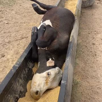 Livestock Psychology ?