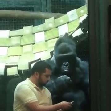 GORILLA ADMIRING THE PHONE 😂😂😂😂