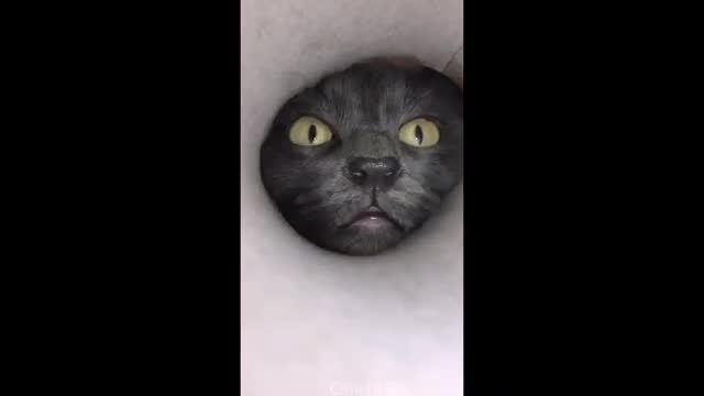 Funny animal video/ photography