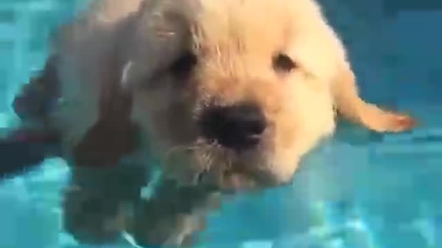 This little guy doesn't seem to like swimming very much.