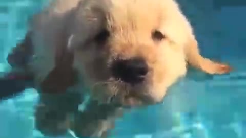 This little guy doesn't seem to like swimming very much.