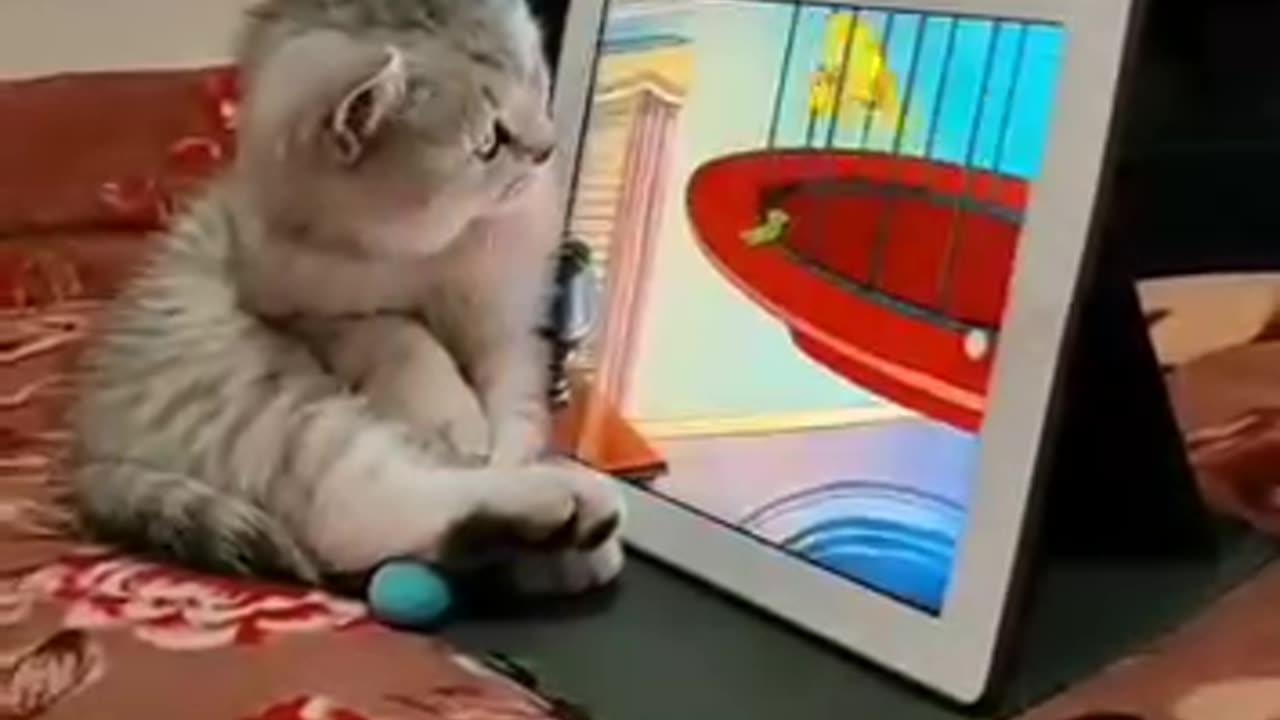 Cat Watching Tom & Jerry Cartoon 😂😂 #cat #tom #jerry