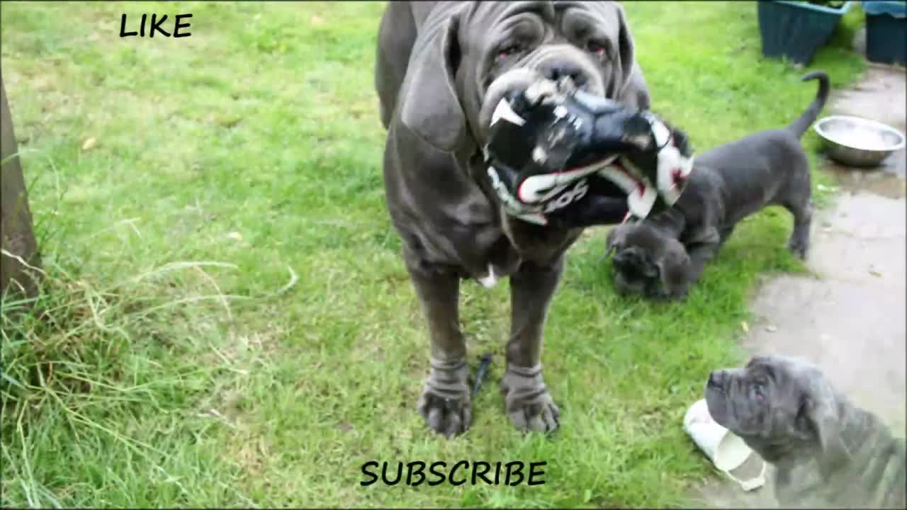 The Neapolitan Mastiff is large and powerful, dogs