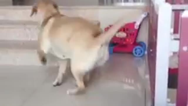 Funniest_cats_and_dogs🐱🐶part 4