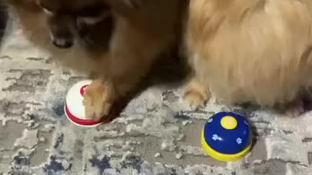 Viral animals for life changing...