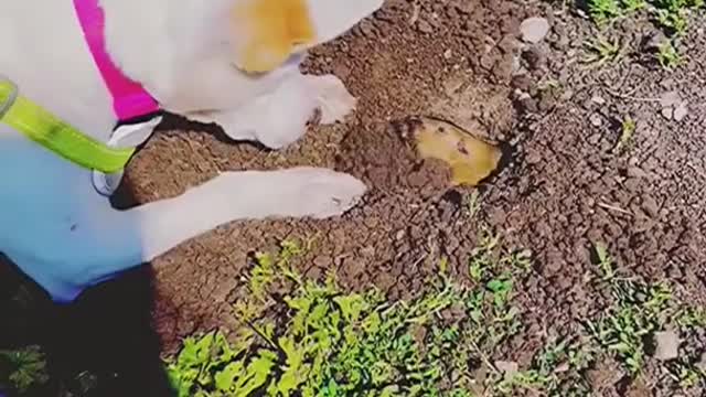 Puppy
