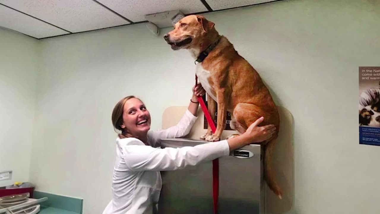 When Your Dog Finds A Safe Place At The Vet