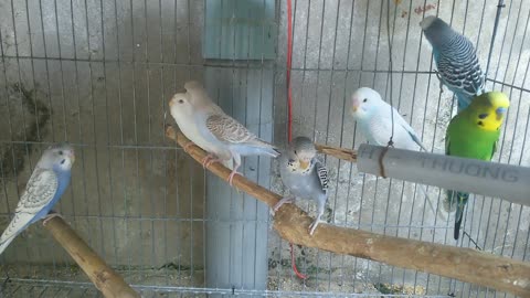 pet birds in cage care