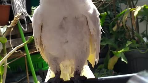 Cockatoos with hairdryers