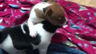 Puppy Throwdown