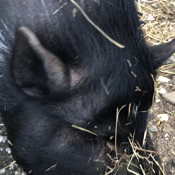 Piggy loves twizzlers